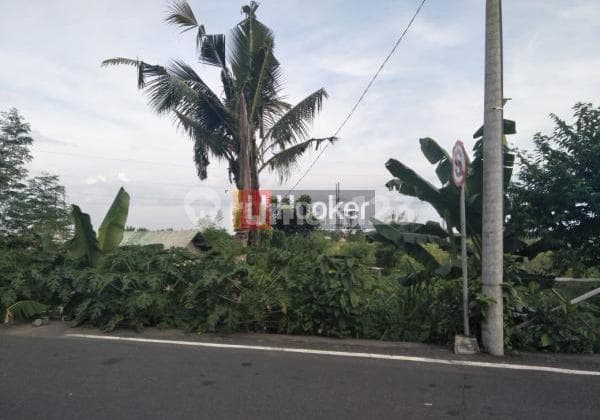 Tanah di Jl. Prof Ida Bagus Mantra Cocok Untuk Tempat Usaha atau Perkebunan