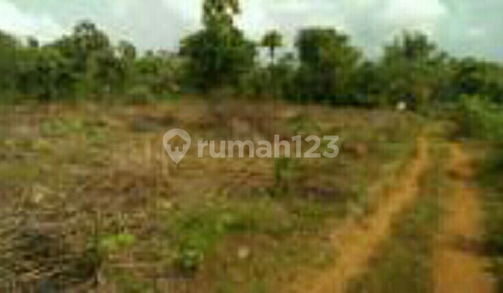 Land in Tikung Lamongan Land in Tikung Lamongan