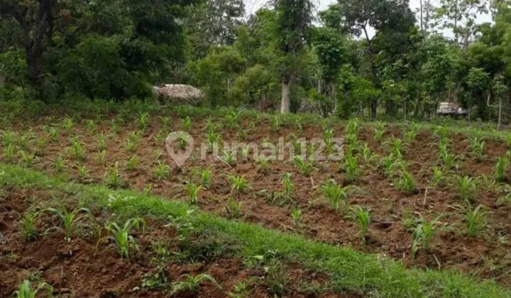 telletubies bukit view addition telletubies bukit view addition