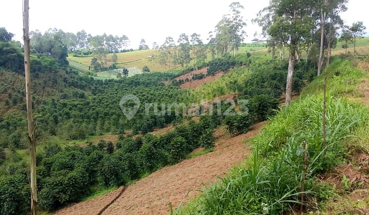 2,9 Ha Land for agrobusiness/tourism at Cileunca Lakeside, Pangalengan