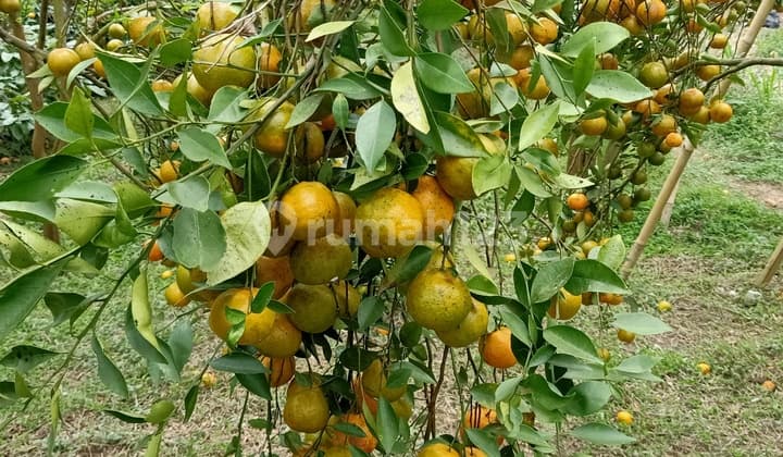 Kebun jeruk di kintamani