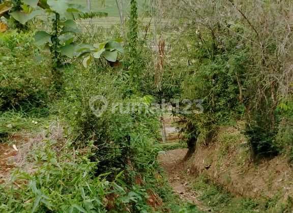 Tanah di desa Belimbing Boja