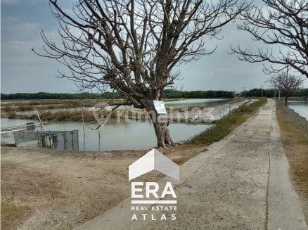 Investasi Tambak Bandeng di dusun Tambak Bulusan, Karang Tengah, Demak