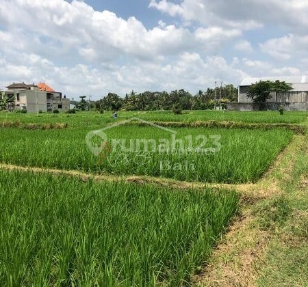 7 Are Land SHM, Ubud - Kengetan, Gianyar