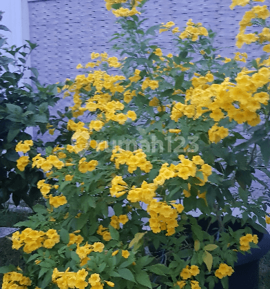 Kavling Hoek- Timur- Pluit- Muara Karang