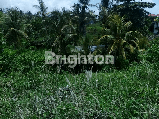 TANAH DI UBUD COCOK UNTUK VILA