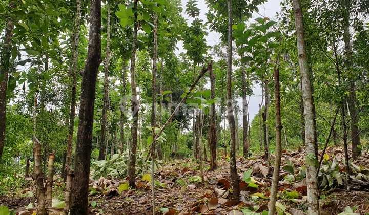 Tanah kebun Di Sukabumi