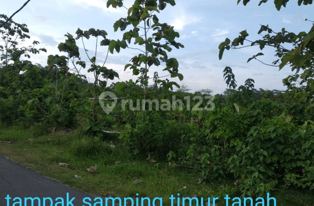 Tanah Murah Jembrana Tegal Badeng