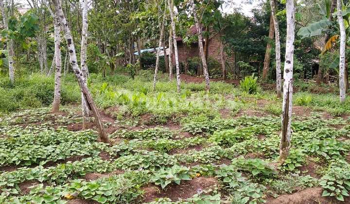 Tanah Kp Joged Cikerai Cilegon