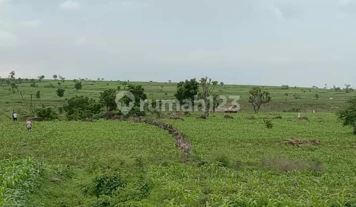 Lahan Murah dan Subur