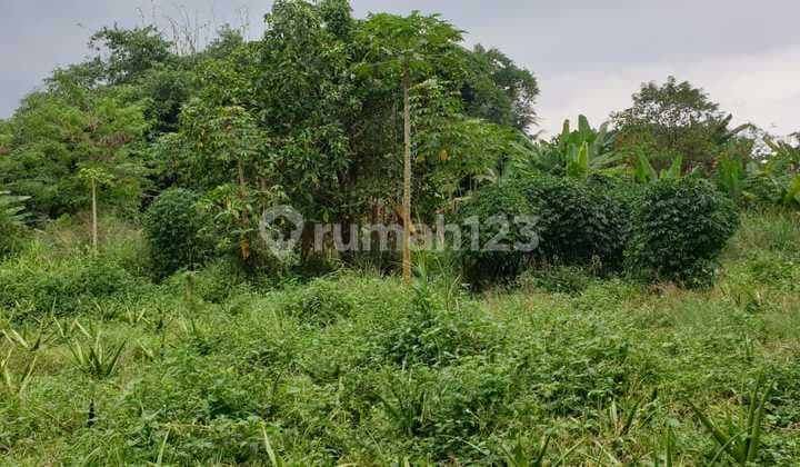 Tanah di Raya Parung Bogor 1,5 Hk