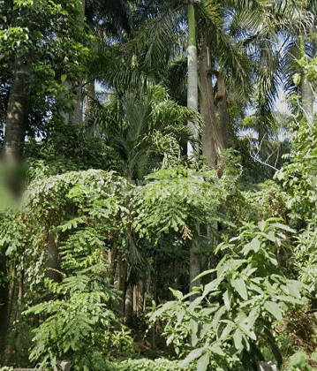 Tanah di Deket Halim TMII Jakarta Timur