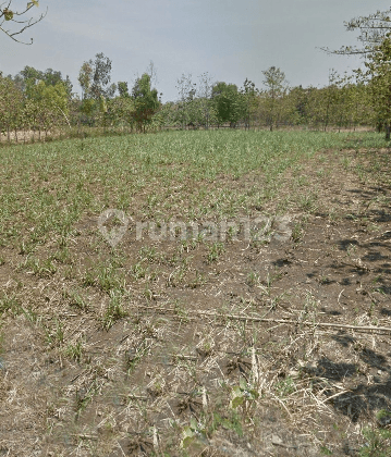 Tanah Siap Pakai Usaha Ternak Ayam Pedaging Di Sragen Solo