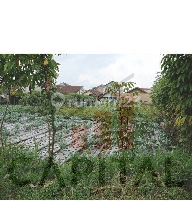 Tanah Kavling Kayu Ambon Lembang