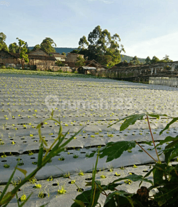 Tanah Murah Lokasi Jl. Kolonel Masturi Bandung Utara