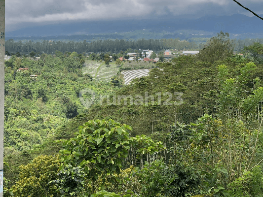 Tanah Kebun Produktif Cengkeh Kayu Jati di Kintamani, Bali