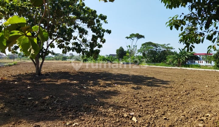 Tanah murah harga nego untuk perumahan dan perkebunan di bekasi muara gembong