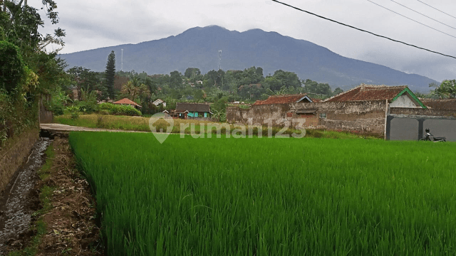 tanah sawah