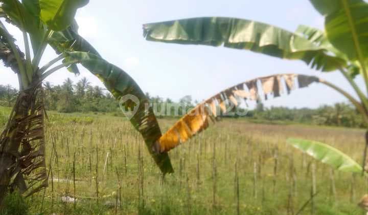 Tanah Jl. Raya Labuan Panimbang