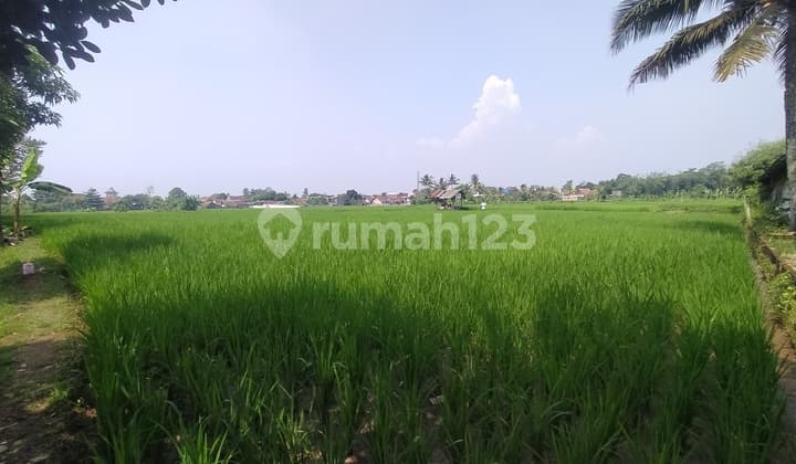 Cepat! Tanah Sawah Luas Lokasi Strategis Dekat Pusat Kota