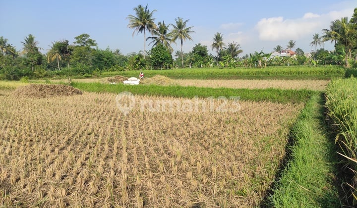 Turun Harga! Tanah Sawah Produktif Murah Di Pusat Kota Cianjur