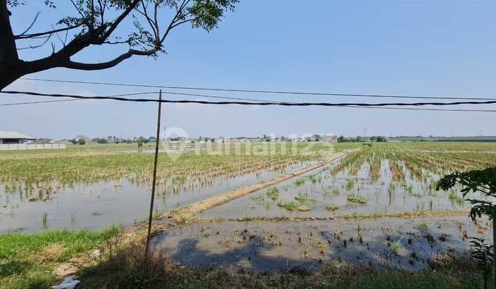 Tanah Kosong, Dijual Cepat Lahan Tanah Sawah Daerah Jalan Baru Karawang