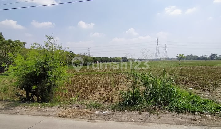 Ciruas 1.45 Hektare Jl Raya Ciptayasa di Bawah Njop