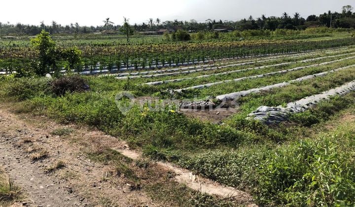 Tanah Kavling Ngombol Purworejo Jawa Tengah Siap Bangun