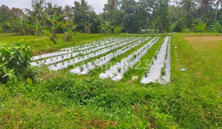 Tanah Sawah Produktif Harga Murah di Jl. Kaliurang Km 15