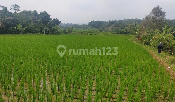 Tanah sawah untuk investasi dicaringin Tanah sawah untuk investasi dicaringin