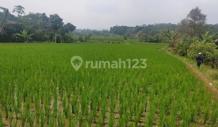 Tanah sawah untuk investasi dicaringin