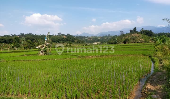 Tanah sawah untuk bisnis investasi diSukamakmur