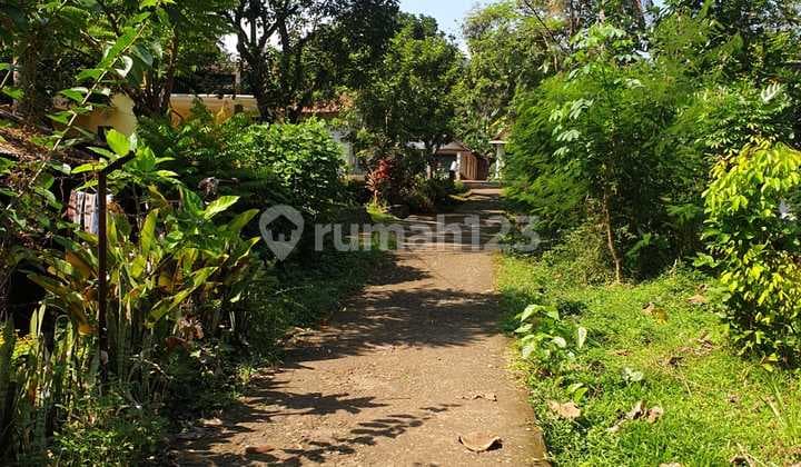 Tanah kebun yg sdh menghasilkan