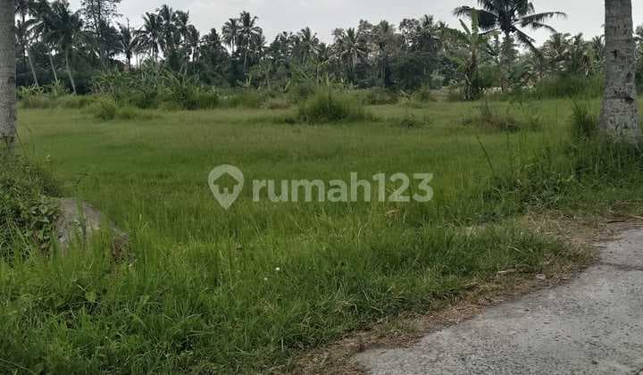 Tanah Super murah di Harjobinangun Paken