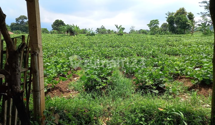 Tanah kebun Tanah kebun