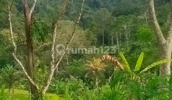 tanah murah vew lembah hutan area ubud payangan