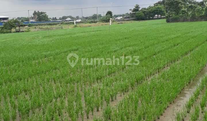 DIJUAL TANAH SAWAH KARAWANG TIMUR