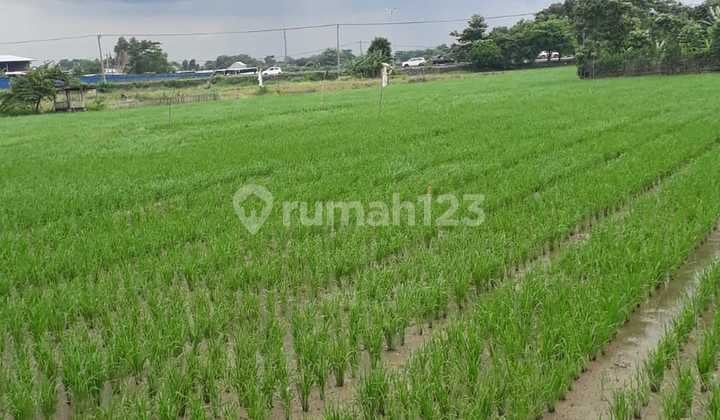 DIJUAL TANAH SAWAH KARAWANG TIMUR