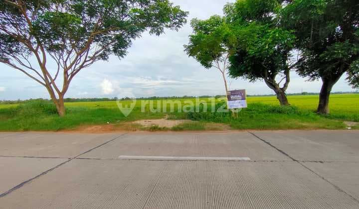 Lahan Tepi Sawah Cocok untuk Usaha Kuliner Kekinian