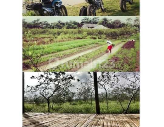 Tanah dan sawah mainroad lokasi Jarakasta, karang satu kec. Karang bahagia