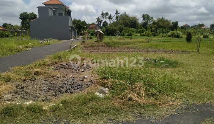 Tanah Di Singapadu Dekat Balizoo Aspek Perumahan Murah