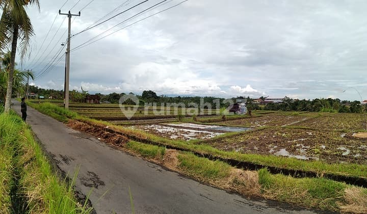 Tanah View Sawah Dekat Rencana Jalan Tol