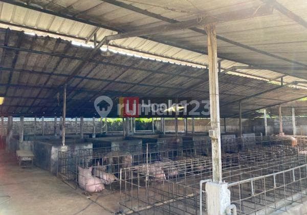Bangunan Peternakan Siap Usaha Di Gunung Sindur Area Bogor