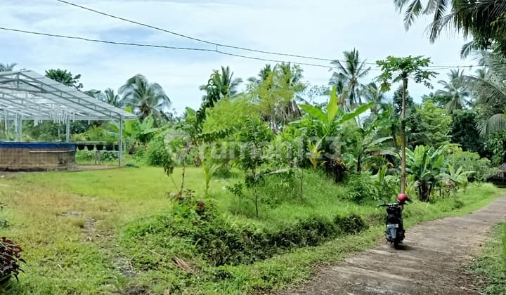 Tanah Kebun Cocok Tanam Durian di Tabanan Bali