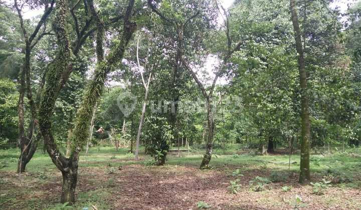 Lahan Tanah Murah Siap Bangun Dengan Luas 3,2 Ha Di Mekargalih, Cijantung Purwakarta Jawa Barat.