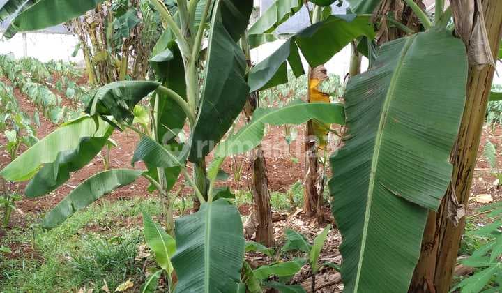 Tanah Datar Siap bangun Lokasi Dekat Kampus, Tanah baru Depok