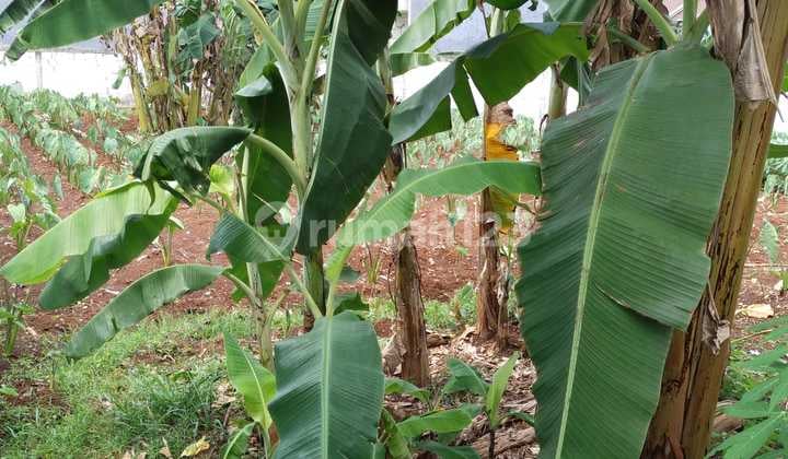 Tanah Datar Siap bangun Lokasi Dekat Kampus, Tanah baru Depok