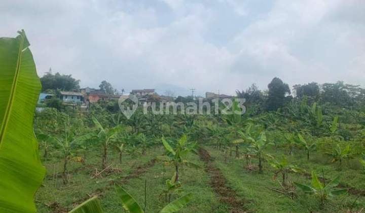 Dijual Segera Tanah Lahan Murah Dengan Luas 2 Hektar Di Cisalada Cigombong Bogor Jawa Barat