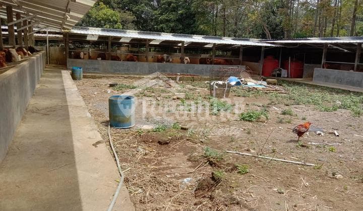 Tanah 1.9 Ha Ex Peternakan di Ngelo Getasan Kopeng Si 3614