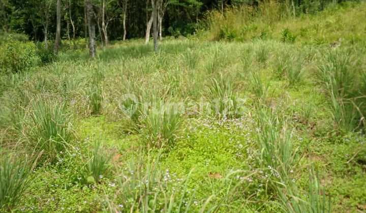 Tanah untuk investasi atau berkebun disukamakmur pabuaran